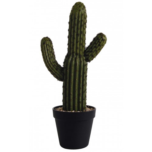 Cactus Sagura