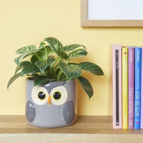 Maceta Owl 2